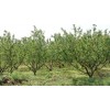 山西杏樹、7-8-9公分杏樹、農(nóng)業(yè)批發(fā)、山西春秋苗圃