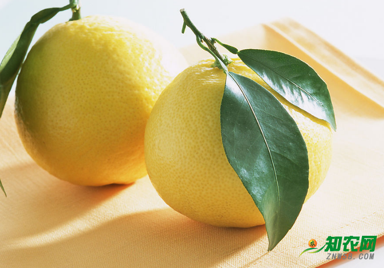 中國:柚子價格逐步走低