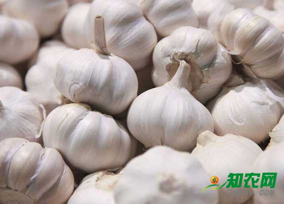 種植面積增加供需失衡 庫存大蒜價格連續下跌