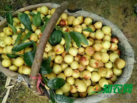 本產季的大荔冬棗的畝產增加約30%