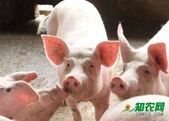 生豬價格上漲 分析師：春節后或出現下跌