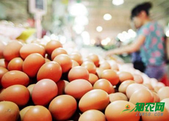 雞蛋價格變“跳跳蛋” 分析師:順勢出貨即可