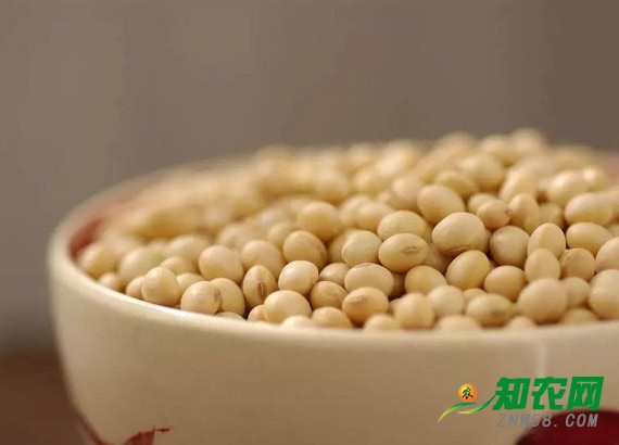 大豆行情持續疲軟 分析師：年后或將小幅回暖