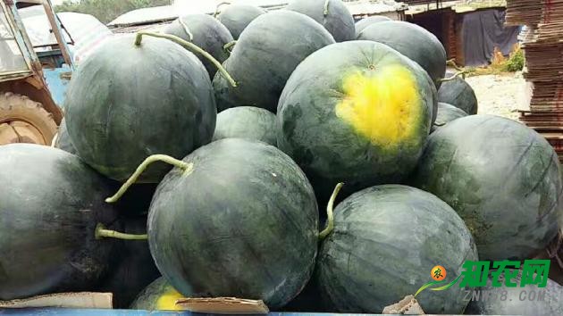 2018廣西西瓜最新價(jià)格行情預(yù)測(cè)