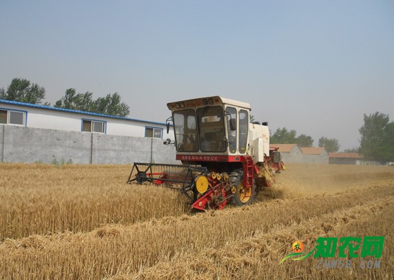 小麥價格高位運行 專家：農戶盡量年前出售