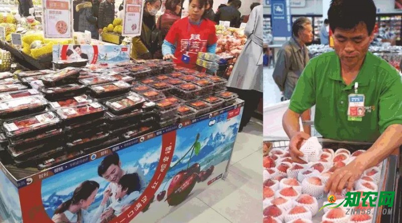 狗年春節市場前瞻:進口水果期待更長銷售期