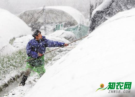 強降雪將至 多項農產品價格出現波動