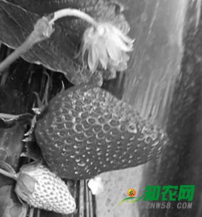 草莓凹坑大,品質好甜度高,是嗎?