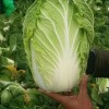 湖北鐘祥甘藍大白菜代辦購銷，品種多樣，常年種植購銷
