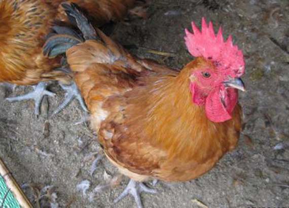 毛雞養殖戶利潤大跌九成 分析師:春節會好轉