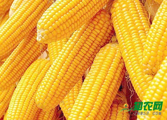 華北玉米價格震蕩 分析師:經銷商應注意玉米質量