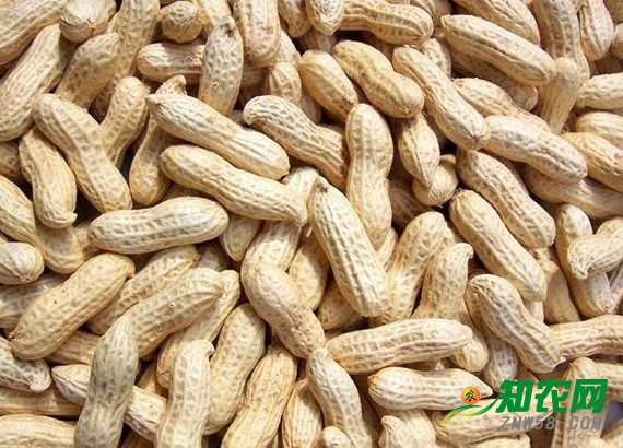 花生價(jià)格平穩(wěn) 分析師：漲到4元一斤的可能性不大