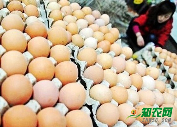 雞蛋價格不溫不火 分析師：春節前漲價空間不大