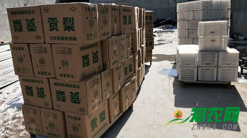 酥梨價格穩定 紅香酥價格下滑