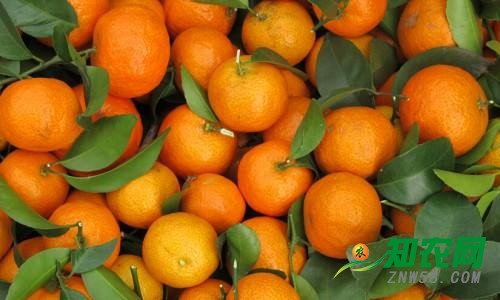 兩天跌價一半多:砂糖橘持續幾年的好行情結束了!