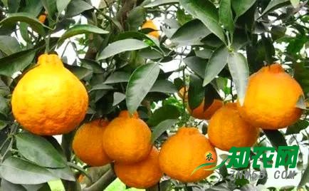 蒲江丑柑如何應對沙糖桔價格下滑帶來的市場影響！