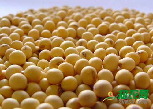 節后大豆收購將啟動 今年行情能否回暖？