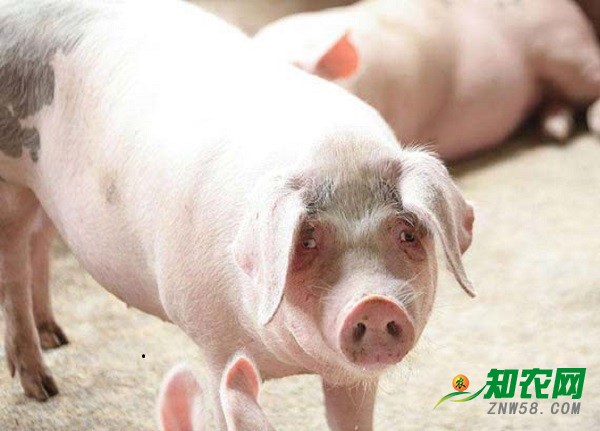 生豬價格跌至成本線 分析師：五月將迎來轉機