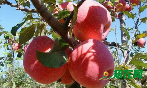 嘗鮮“保險(xiǎn)+期貨”業(yè)務(wù) 蘋果種植戶不懼果價(jià)波動(dòng)