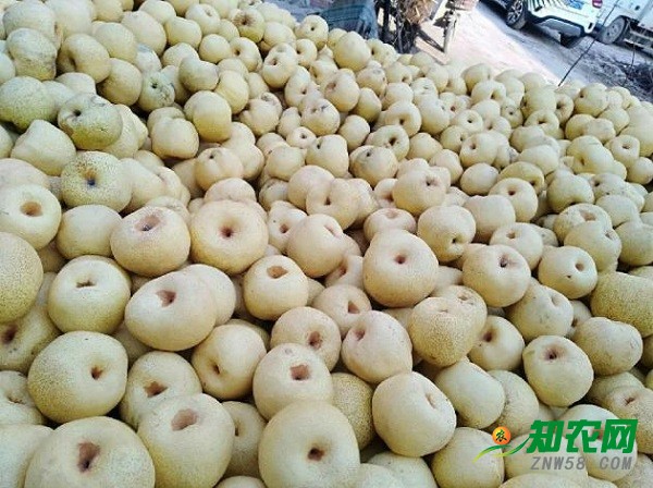 碭山酥梨2018年價格上漲，地窖梨價格最高