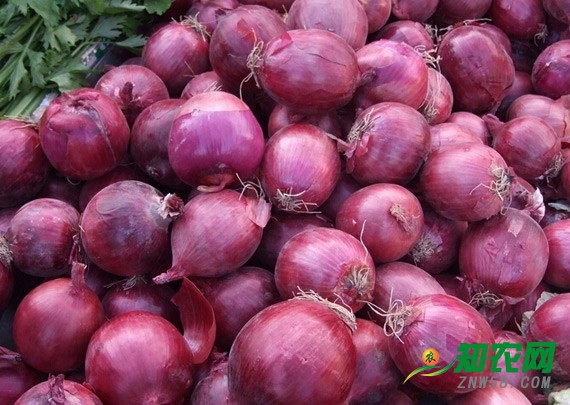 洋蔥供需矛盾凸顯 分析師:短期行情難回暖