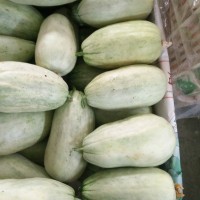 山東甜瓜基地甜瓜上市批發價格