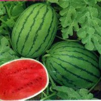 優質山東京欣西瓜批發價格