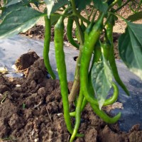 陜西蒲城線辣子、棍棍辣子大量上市