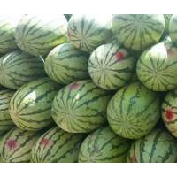 內蒙通遼西瓜代辦代收|遼寧西瓜代辦代收