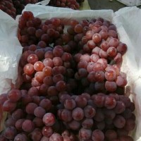 紅提葡萄產地行情，陜西紅提葡萄批發價格