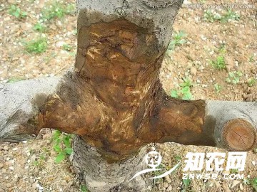 重中之重,果樹腐爛病,果農不可忽視