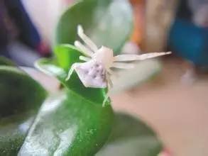 蘋果園白蜘蛛咋治？