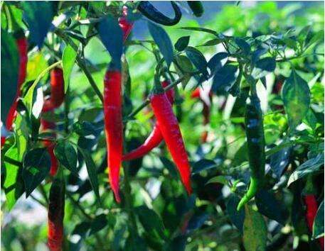 今年要不要擴種辣椒 今年要不要擴種辣椒