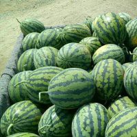 安徽碭山優質大棚西瓜甜王，8424甜瓜已經上市！