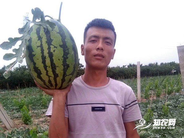 陜西蒲城甜王西瓜 陜西蒲城甜王西瓜