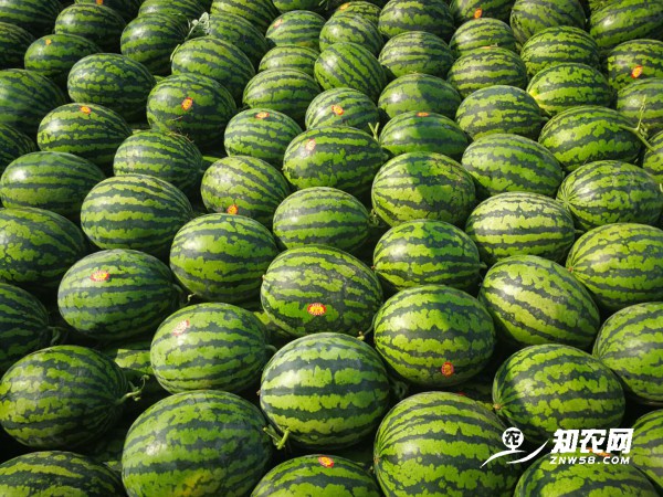 陜西蒲城甜王西瓜 陜西蒲城甜王西瓜
