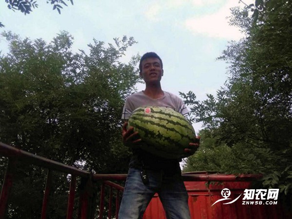 陜西蒲城金城五號西瓜 陜西蒲城金城五號西瓜