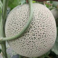蒲城網紋瓜熟啦