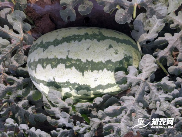 西瓜價(jià)格一路上漲（附：6月9日陜西、山東、河南、安徽、河北、湖北、新疆最新西瓜價(jià)格行情）