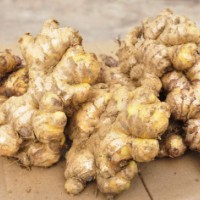 山東生姜產地生姜批發報價