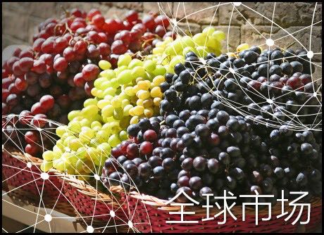 全球市場報告:葡萄 全球市場報告:葡萄