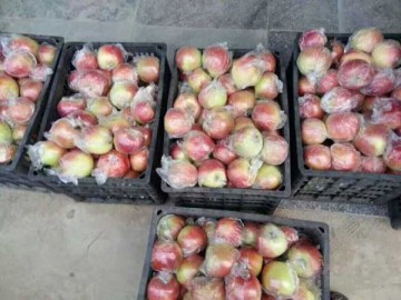 山東嘎啦蘋果上市批發價格