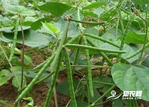 新季綠豆收割倒計時 多重因素左右價格走勢 新季綠豆收割倒計時 多重因素左右價格走勢