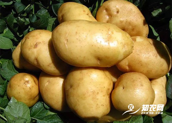 貨多價低買得少 馬鈴薯價格走低建議農戶隨行就市 貨多價低買得少 馬鈴薯價格走低建議農戶隨行就市