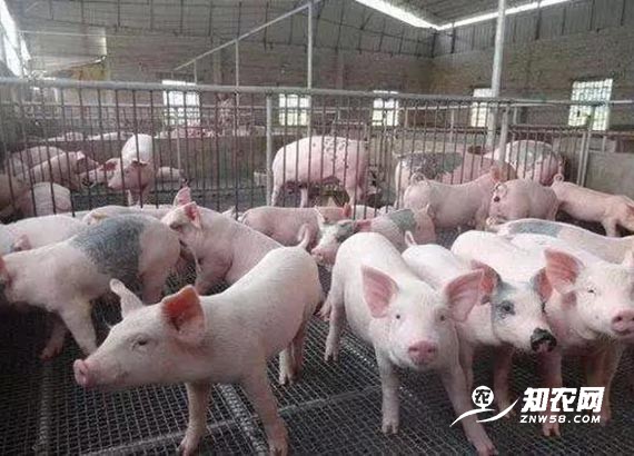 超長“豬周期”利潤誘人 專家：小養殖戶量力而行