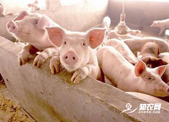 豬肉供應(yīng)有保障 預(yù)計明年價格逐步回落