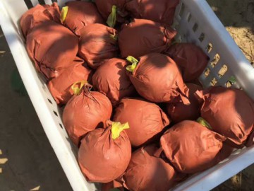 河南黃金梨大量上市，果農(nóng)直銷，無雜費(fèi)