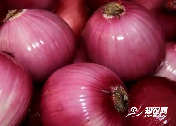 洋蔥價格行情較好 種植戶勿捂貨惜售 洋蔥價格行情較好 種植戶勿捂貨惜售