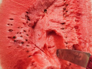 遼寧西瓜代辦代收/新民西瓜代辦代收/遼寧西瓜批發價格