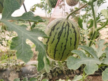 蒲城吊籃西瓜（金樂豐、938、2K）新鮮上市